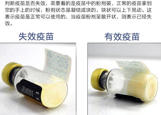如何辨别辉瑞卫佳疫苗真假?(图1) 如何辨别辉瑞卫佳疫苗真假?(图1)
